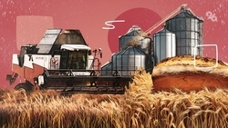 Чипсы и пшеница: чем живёт сельхозпредприятие в Петровском округе и как оно ведёт жатву