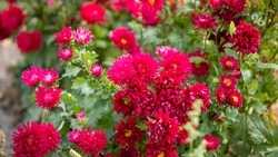 Аномально тёплая осень привела ко вторичному цветению растений на Кубани