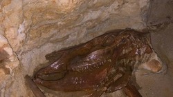 Ставропольский музей выставил редчайшие палеонтологические экспонаты
