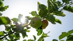 Первый школьный яблоневый сад заложили в Пятигорске