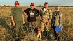 Легавая Дайго получила диплом на испытаниях по перепелу в Шпаковском округе