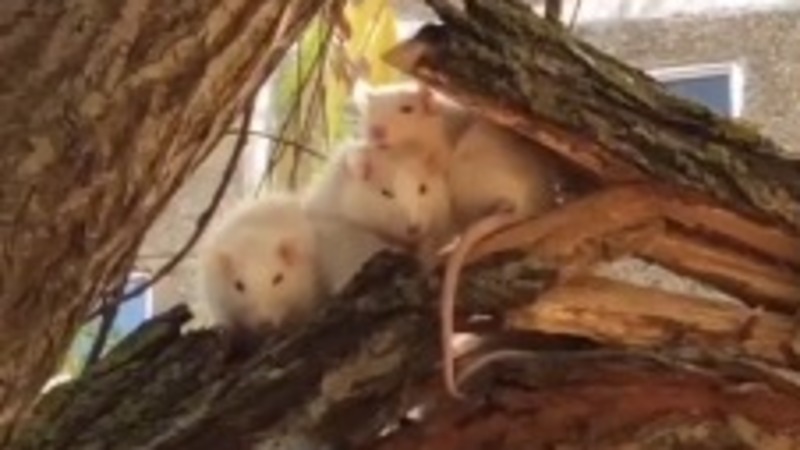 Жители Ставрополя обнаружили трёх белых декоративных крыс во дворе на дереве