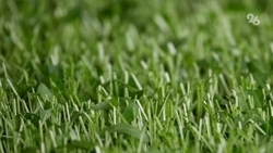 Заросли травы, в которых замечали змей, выкосили после обращения жительницы Ставрополя