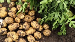 Уборка молодого картофеля стартовала на Ставрополье
