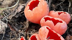 Причудливые грибы «распустились» в Мамайском лесу Ставрополя 