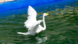 В пруд Центрального парка Ставрополя вернулись лебеди