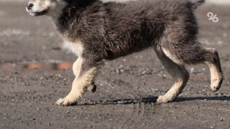 Ребёнок, укушенный собакой на Ставрополье, получит 20 тыс. рублей компенсации