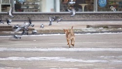 На Ставрополье укушенный собакой ребёнок получит 25 тыс. рублей по решению суда