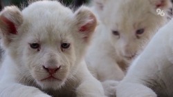 Рамзан Кадыров раскрыл имена своих львят-альбиносов