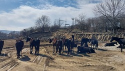 Табун лошадей, гулявших возле Вечного огня в Кисловодске, отправили на штрафстоянку 
