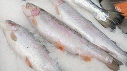 Около 18 млрд рублей привлекли в производство форели на Ставрополье 