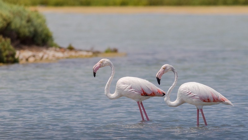 Знаменитое озеро фламинго в Дагестане стало особо охраняемой территорией