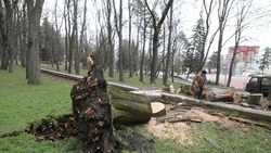 Сильный ветер повалил деревья ещё на двух улицах Ставрополя