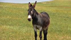 Осёл покусал школьницу в Александровском округе