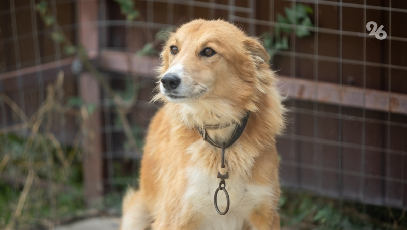 Главе СКР доложат по делу о ненадлежащем отлове бродячих собак в Железноводске