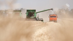 Свыше 800 тыс. тон зерна собрали на Ставрополье