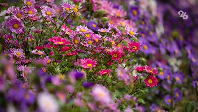 «Я тебя люблю, мама» прозвучало 8 марта для кисловодчанок на разных языках