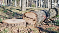 Пять деревьев незаконно вырубили на улице Попова в Ставрополе