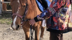 Целый табун лошадей арестовали в Кисловодске
