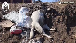 Тела мёртвых собак нашли около школы вблизи Грозного 