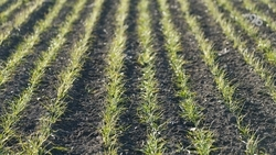 Аппарат для посева трудноосыпающихся семян создали учёные ставропольского вуза