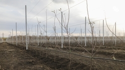 Апрельские заморозки повредили плодовые сады на Ставрополье