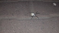Биолог объяснил появление ядовитого паука в центре Ставрополя