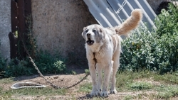 Бастрыкин взял на контроль дело о нападении собаки на ребёнка в Северной Осетии