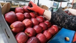 Глава садоводческого предприятия рассказал о развитии сферы на Ставрополье