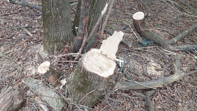 Уголовное дело завели на жителя Ставрополя за незаконную вырубку леса в городе