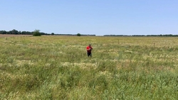 Фермер в Нефтекумском округе трижды обманом получил деньги от минсельхоза