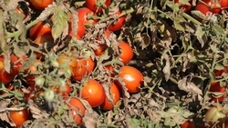 На Ставрополье производство овощей защищённого грунта выросло в 10 раз