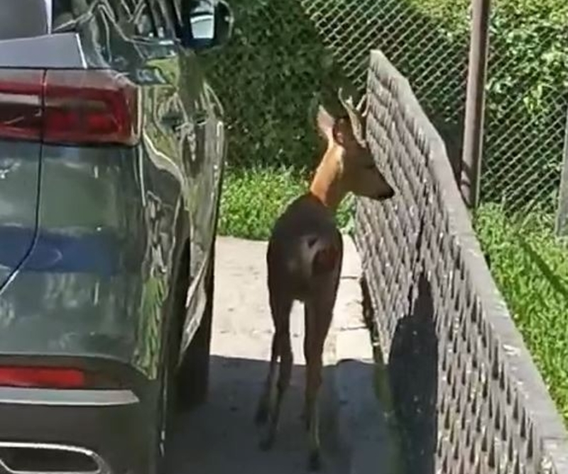 Маленькую косулю заметили в Зеленокумске