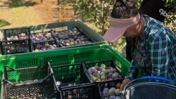 До 200 ящиков в день: сбор сливы раннего сорта начался в Труновском округе