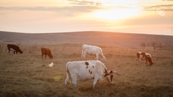 На Ставрополье в 2023 году произвели более полумиллиона тонн молока