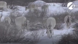 Популяция сайгаков в Астраханской области начнёт восстанавливаться