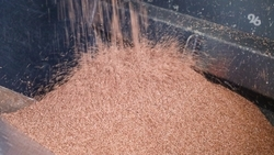 Минсельхоз Ставрополья принимает заявки на субсидирование элитного семеноводства 