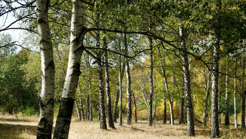В ставропольских лесах усиливают меры пожарной безопасности 