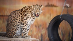 «Особняк» для буйвола и отопление для тигра: зоопарк Ставрополя готовится к зиме