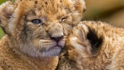 Маленькие львята готовы познакомиться с гостями ставропольского зоопарка