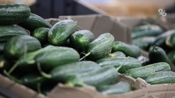 Огурцы подорожали с 213 до 340 рублей на Ставрополье с начала 2026 года