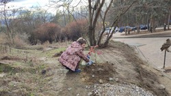 Более 40 кустов скумпии украсили гору Кольцо в Кисловодске