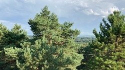 Минприроды Ставрополья проводит уходные работы на 49,6 тыс. га лесополос