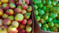 Весенние ярмарки выходного дня пройдут в Ставрополе 14 и 15 марта