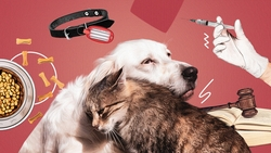 Кто-то строит домики, кто-то усыпляет: по какому пути пойдёт Ставрополье, решая проблему бродячих животных