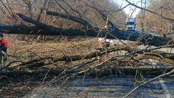 Сильный ветер повалил дерево на проезжую часть в Курском округе