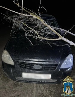Ставропольчанка пойдёт под суд за повреждение автомобиля соседки сухими ветками