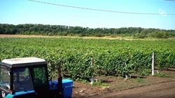 Меры по сокращению рисков в сельском хозяйстве разработают на Ставрополье