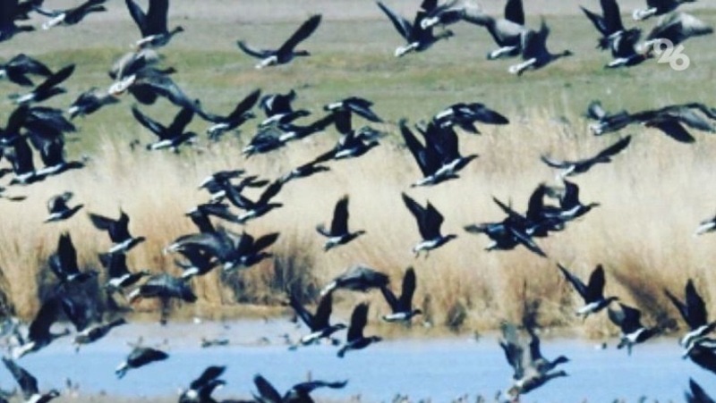 Следком Ставрополья подтвердил гибель диких животных и птиц от яда