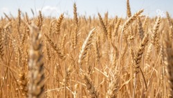 На Ставрополье ежегодно производят около 9 млн тонн зерна